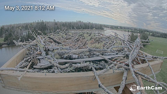 osprey cam