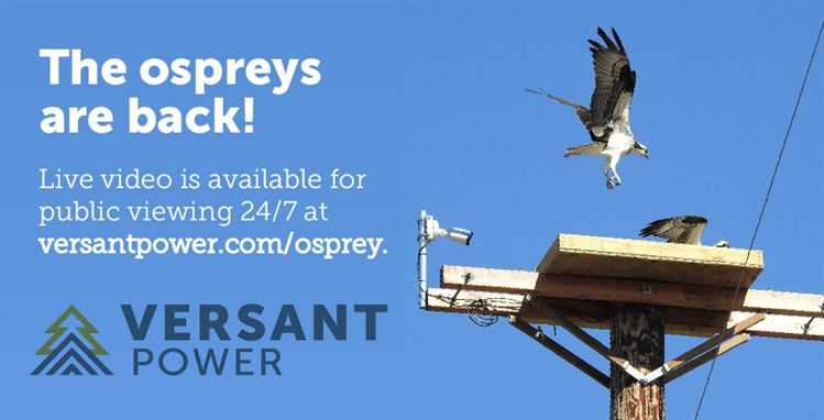 Osprey sign for live video viewing