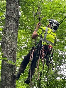 employee climbing a tree